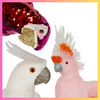 Sequin Parrot Bird - Christmas Decoration