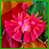 Exotic Blooms Earrings - Pink